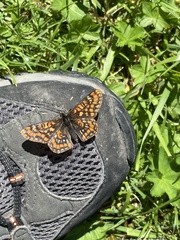 Euphydryas aurinia