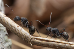 Camponotus esau