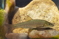 Barbus fucini