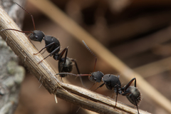Camponotus esau