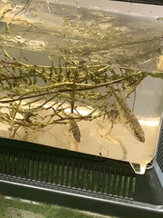 Gasterosteus aculeatus