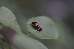 Cosmoscarta abdominalis