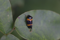 Cosmoscarta abdominalis