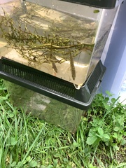 Gasterosteus aculeatus