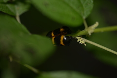 Cosmoscarta abdominalis