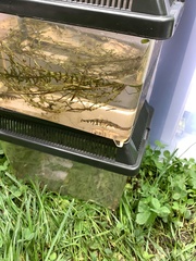 Gasterosteus aculeatus