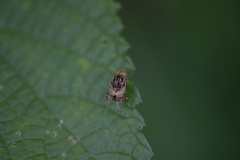 Eristalinus arvorum