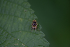 Eristalinus arvorum