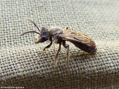 Andrena labialis