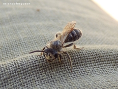 Andrena labialis