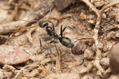 Iridomyrmex mayri