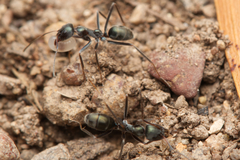 Iridomyrmex mayri