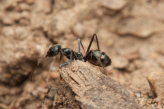 Iridomyrmex mayri
