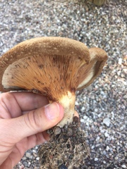 Paxillus involutus
