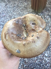 Paxillus involutus