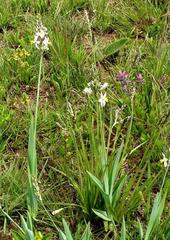 Chlorophytum cooperi