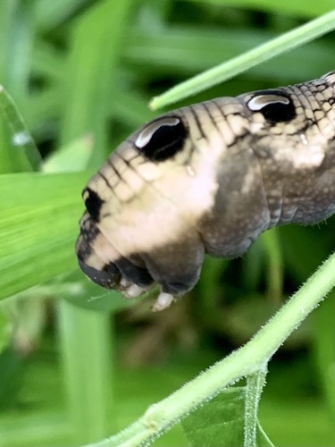 Elephant Hawkmoth, Sloten, Amsterdam, Noord-Holland, NL, photo 9 of 10