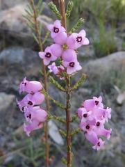 Erica daphniflora