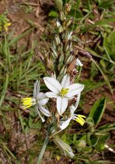 Chlorophytum cooperi