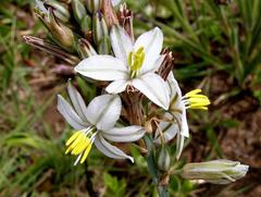 Chlorophytum cooperi