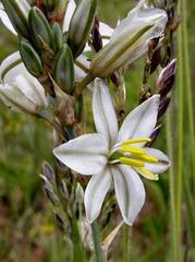 Chlorophytum cooperi