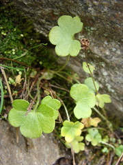 Saxifraga cernua