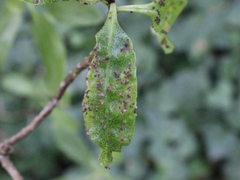 Chinamiris aurantiacus