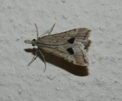 Diasemia monostigma