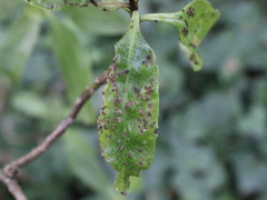 Chinamiris aurantiacus