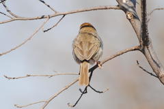 Cisticola fulvicapilla