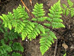 Cheilanthes multifida image