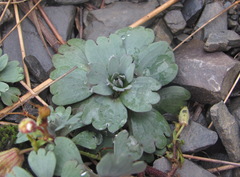 Pseudovesicaria digitata