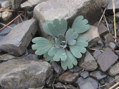 Pseudovesicaria digitata