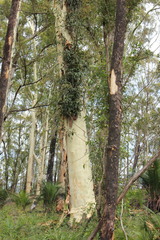Corymbia maculata