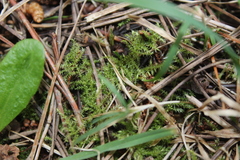 Thuidiopsis