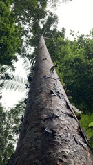 Agathis labillardierei