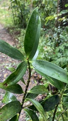 Agathis labillardierei