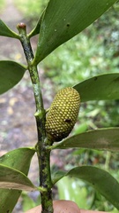 Agathis labillardierei