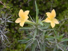 Barleria cuspidata