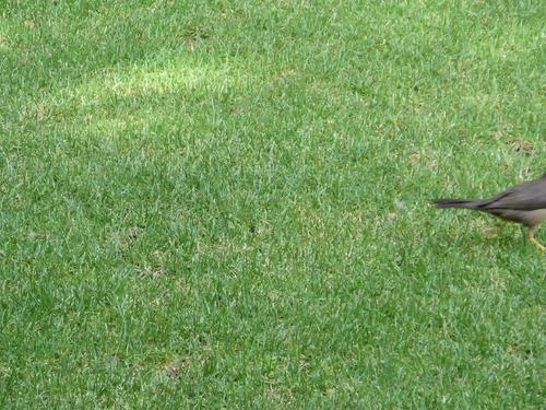 Turdus smithi