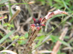 Caralluma adscendens