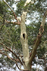 Corymbia maculata