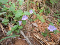Ruellia patula