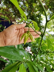 Artabotrys hexapetalus