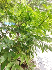 Artabotrys hexapetalus