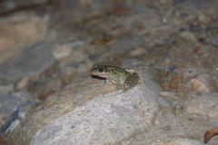 Odorrana tianmuii
