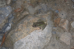 Odorrana tianmuii