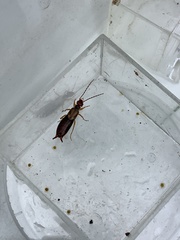 Forficula auricularia