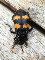 Nicrophorus interruptus