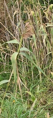 Phragmites australis